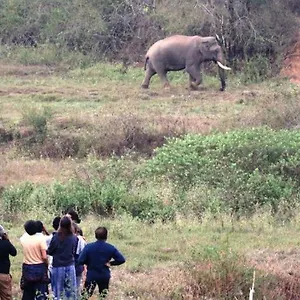 Resort Jungle Retreat Wayanad, Thirunelly